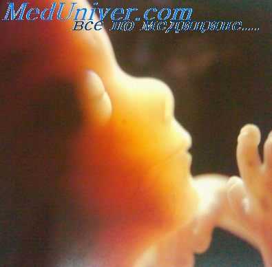 мышцы шеи эмбриона