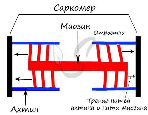 Строение саркомера