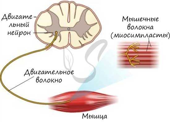 Иннервация мышц