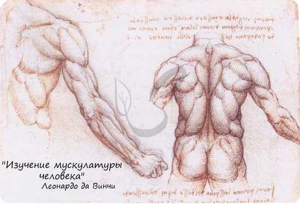 Леонардо да Винчи - Изучение мышц человека