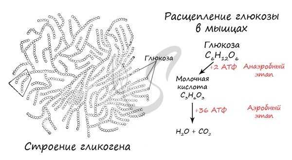 Гликоген, расщепление глюкозы в мышцах