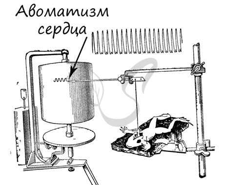 Автоматизм сердца, изолированное сердце лягушки сокращается