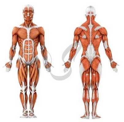 Мышцы человека