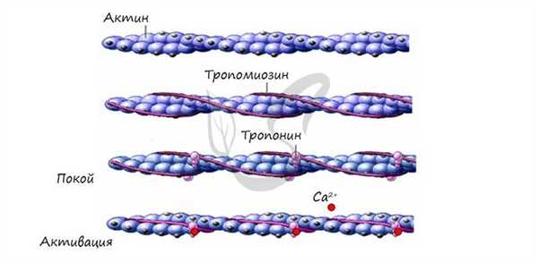 Регуляторные белки тропонин и тропомиозин