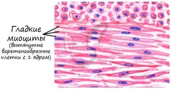 Гладкие миоциты, гладкая мышечная ткань