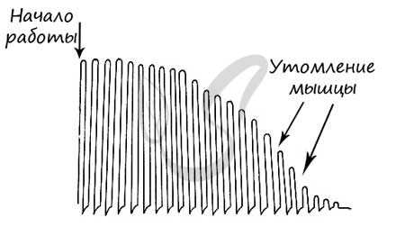 Утомление мышц