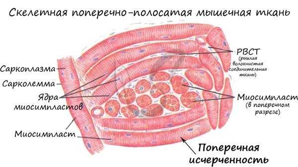 Скелетная мышечная ткань, миосимпласт