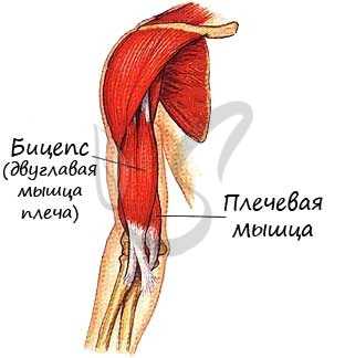 Мышцы синергисты бицепс и плечевая