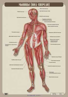Мышцы. Вид спереди