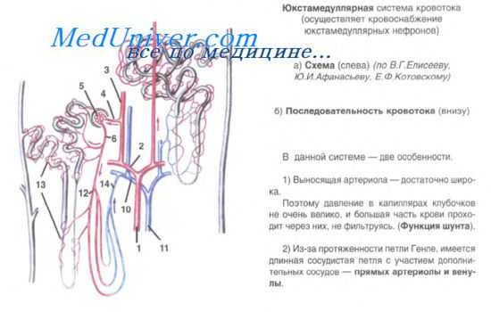 мочевая система