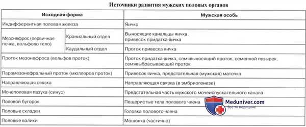 Развитие мочевых и половых (мочеполовых) органов