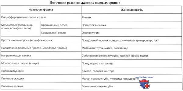 Развитие мочевых и половых (мочеполовых) органов