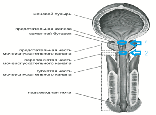 Мужская уретра