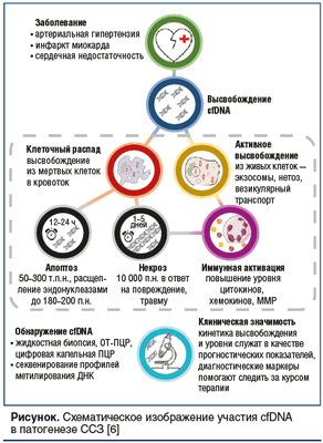 Рисунок. Схематическое изображение участия cfDNA в патогенезе ССЗ [6]