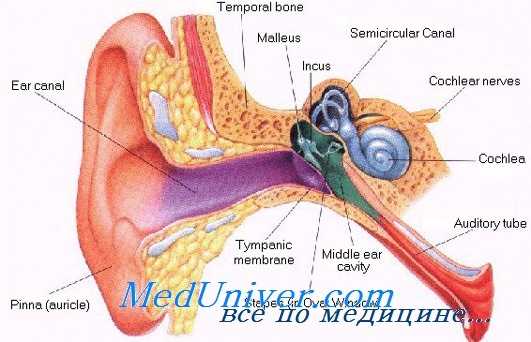 нарушения слуха при аллергиях