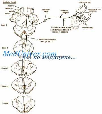вестибулярный нерв