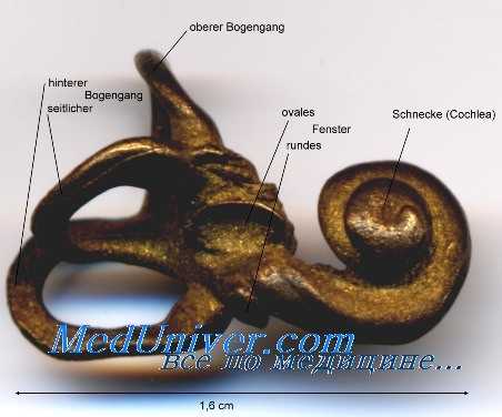 перепончатое внутреннее ухо