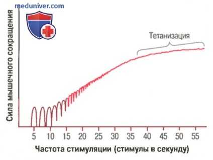 Моторная единица. Суммация мышечного сокращения