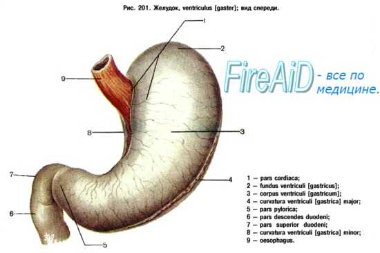 строение желудка