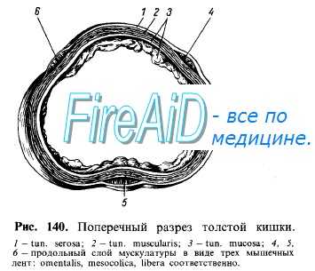 Моторная функция желудочно-кишечного тракта. Гладкая мускулатура пищеварительного тракта. Cфинктеры жкт.