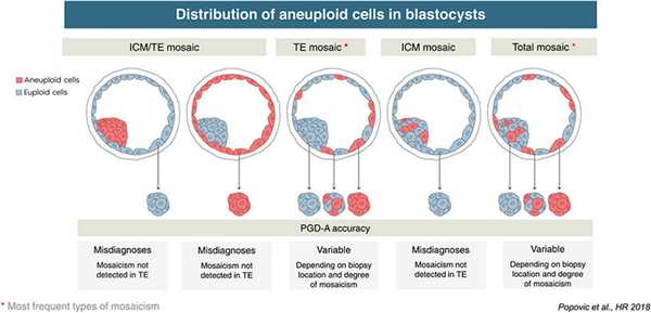 Блок-схема мозаицизм
