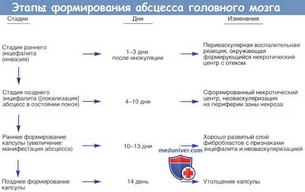 Этапы формирования абсцесса головного мозга