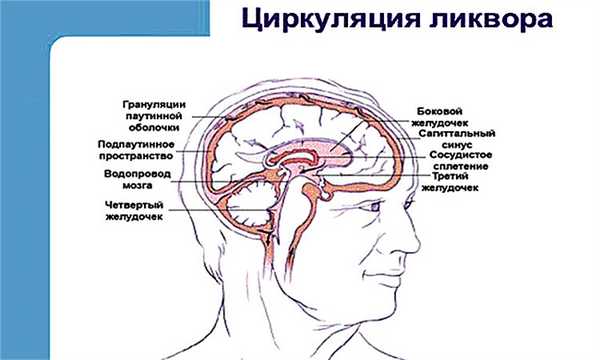 Внутричерепное давление схема