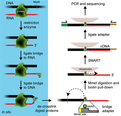 Схема протокола Red-C