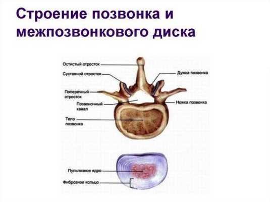 Строение позвонка и межпозвонкового диска