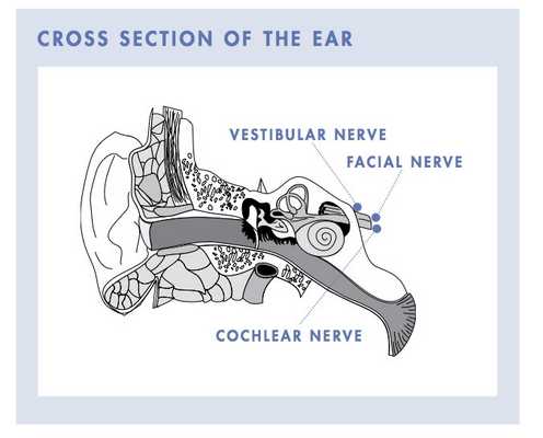 Места образования шванном