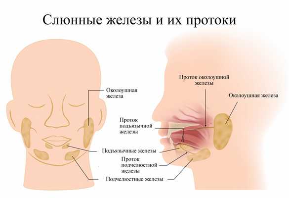 Слюнные железы1.jpg