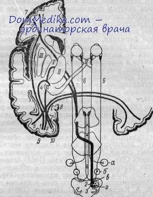рефлекторная дуга оптокинетического нистагма