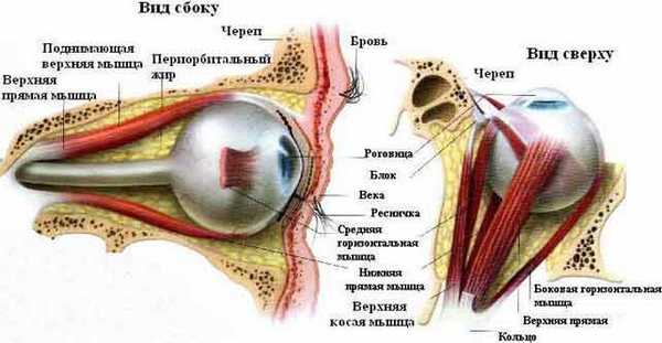 строение глаза