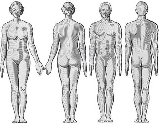 Линии Лангера (cleavage lines)