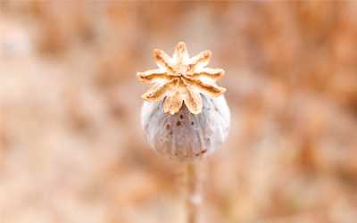 Подробнее про морфин - Веримед