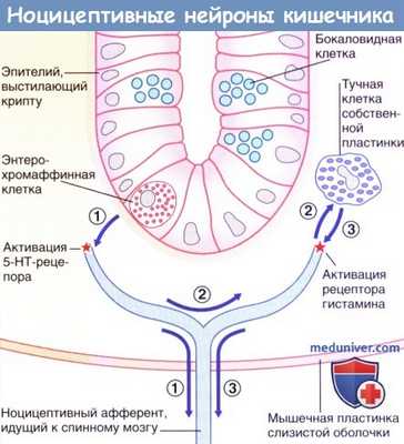 Активация ноцицептивных нейронов кишечника