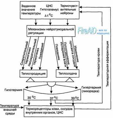 схема терморегуляции