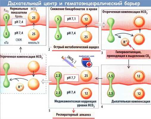 Дыхательный центр и гематоэнцефалический барьер