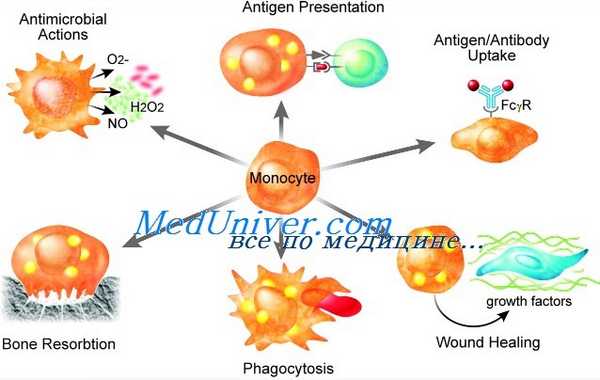 нарушения функции моноцитов и макрофагов