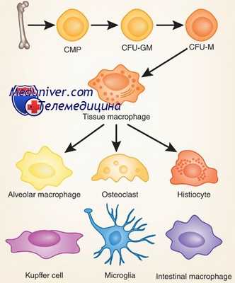 макрофаги и моноциты