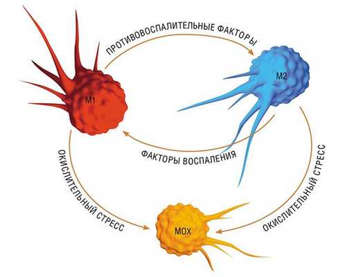В зависимости от своего микроокружения макрофаги могут радикально менять свой фенотип, каждый раз исполняя в прямом смысле «полярные» функции. М1 макрофаги защищают организм от инфекционных агентов, М2 курируют процессы восстановления поврежденных тканей, а Мox макрофаги участвуют в антиоксидантной защите организма