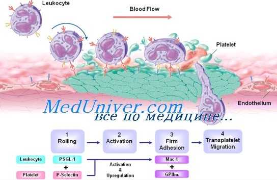 недостаточность адгезии лейкоцитов