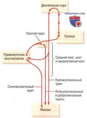 Поражения мозжечка. Проявления патологии мозжечка
