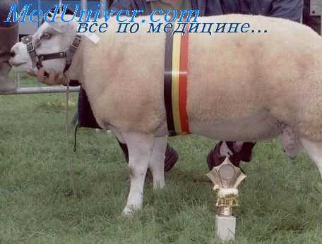 микроциркуляция крови