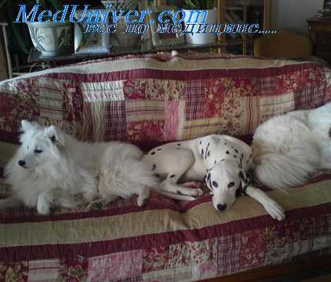 фибринозное воспаление