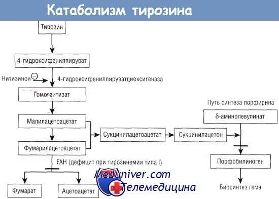 Катаболзим тирозина
