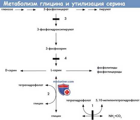 Метаболизм глицина и утилизация серина