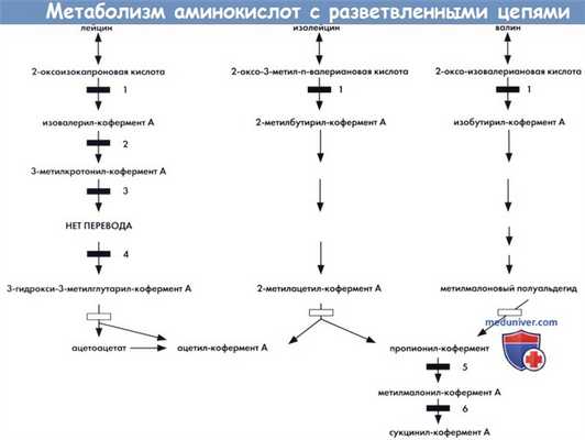 Метаболизм аминокислот с разветвленными цепями