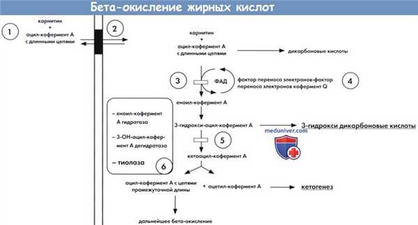 Бета-окисление жирных кислот