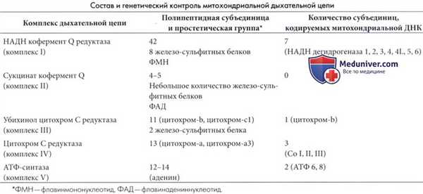 Митохондриальная дыхательная цепь